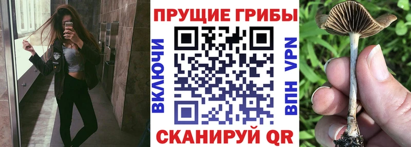 Купить закладки  Верхний Уфалей  Галлюциногенные грибы мицелий 